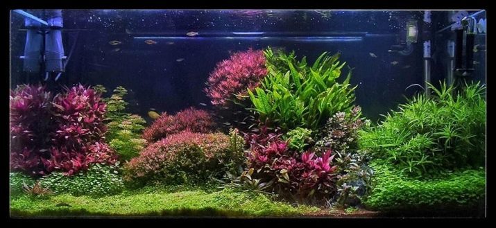 Родостомус (21 фото): зміст акваріумної рибки, сумісність тетри красноносой з іншими рибами, розведення родостомусов в домашніх умовах