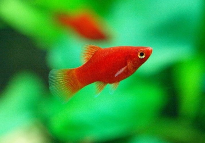 Рожеві акваріумні риби (22 фото): даніо-реріо і назви інших рибок рожевого кольору для акваріума, маленькі і великі яскраво-рожеві рибки