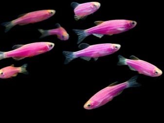 Рожеві акваріумні риби (22 фото): даніо-реріо і назви інших рибок рожевого кольору для акваріума, маленькі і великі яскраво-рожеві рибки