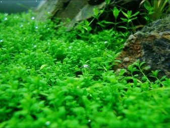 Рожеві акваріумні риби (22 фото): даніо-реріо і назви інших рибок рожевого кольору для акваріума, маленькі і великі яскраво-рожеві рибки