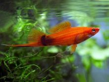 Рожеві акваріумні риби (22 фото): даніо-реріо і назви інших рибок рожевого кольору для акваріума, маленькі і великі яскраво-рожеві рибки