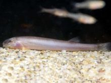 Рожеві акваріумні риби (22 фото): даніо-реріо і назви інших рибок рожевого кольору для акваріума, маленькі і великі яскраво-рожеві рибки