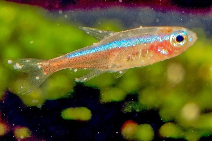 Рожеві акваріумні риби (22 фото): даніо-реріо і назви інших рибок рожевого кольору для акваріума, маленькі і великі яскраво-рожеві рибки