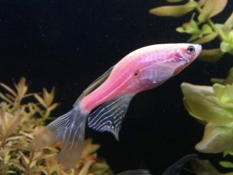 Рожеві акваріумні риби (22 фото): даніо-реріо і назви інших рибок рожевого кольору для акваріума, маленькі і великі яскраво-рожеві рибки
