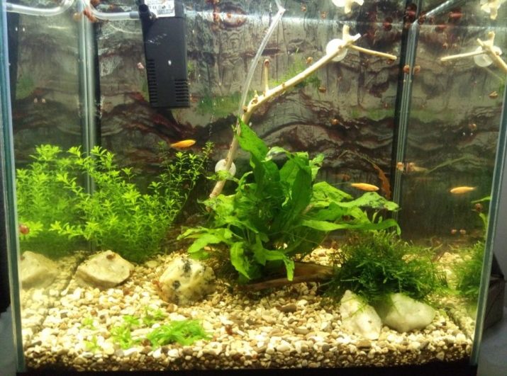 Рожеві акваріумні риби (22 фото): даніо-реріо і назви інших рибок рожевого кольору для акваріума, маленькі і великі яскраво-рожеві рибки