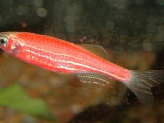 Рожеві акваріумні риби (22 фото): даніо-реріо і назви інших рибок рожевого кольору для акваріума, маленькі і великі яскраво-рожеві рибки