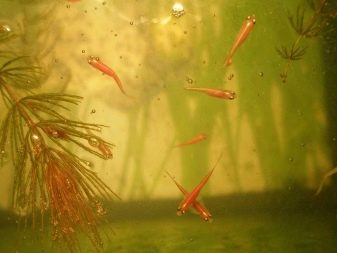 Рожеві акваріумні риби (22 фото): даніо-реріо і назви інших рибок рожевого кольору для акваріума, маленькі і великі яскраво-рожеві рибки