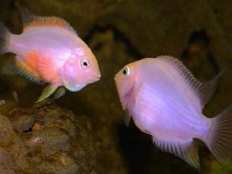Рожеві акваріумні риби (22 фото): даніо-реріо і назви інших рибок рожевого кольору для акваріума, маленькі і великі яскраво-рожеві рибки