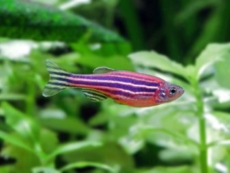 Рожеві акваріумні риби (22 фото): даніо-реріо і назви інших рибок рожевого кольору для акваріума, маленькі і великі яскраво-рожеві рибки