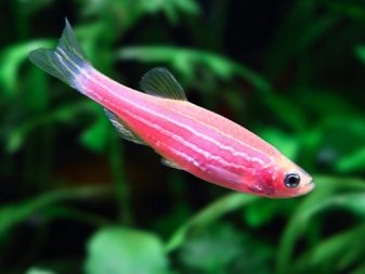 Рожеві акваріумні риби (22 фото): даніо-реріо і назви інших рибок рожевого кольору для акваріума, маленькі і великі яскраво-рожеві рибки