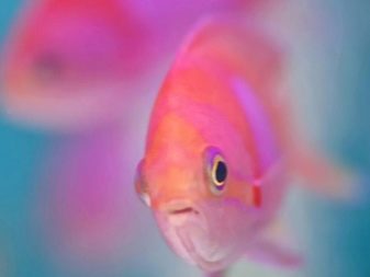 Рожеві акваріумні риби (22 фото): даніо-реріо і назви інших рибок рожевого кольору для акваріума, маленькі і великі яскраво-рожеві рибки