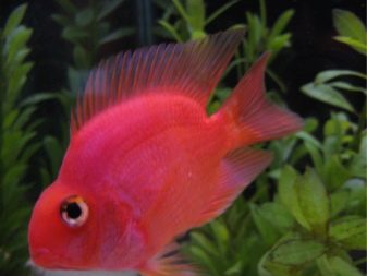 Рожеві акваріумні риби (22 фото): даніо-реріо і назви інших рибок рожевого кольору для акваріума, маленькі і великі яскраво-рожеві рибки