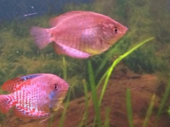 Рожеві акваріумні риби (22 фото): даніо-реріо і назви інших рибок рожевого кольору для акваріума, маленькі і великі яскраво-рожеві рибки