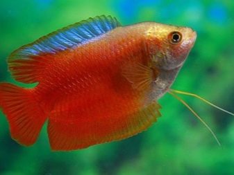 Рожеві акваріумні риби (22 фото): даніо-реріо і назви інших рибок рожевого кольору для акваріума, маленькі і великі яскраво-рожеві рибки