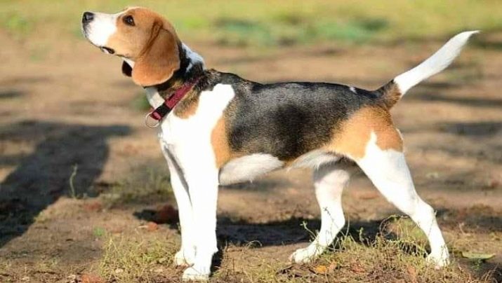 Розміри бігля (19 фото): зростання в загривку та вага дорослої собаки. Скільки важить щеня по місяцях?