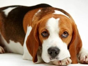 Розміри бігля (19 фото): зростання в загривку та вага дорослої собаки. Скільки важить щеня по місяцях?