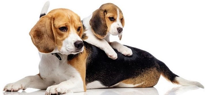 Розміри бігля (19 фото): зростання в загривку та вага дорослої собаки. Скільки важить щеня по місяцях?