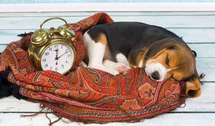 Розміри бігля (19 фото): зростання в загривку та вага дорослої собаки. Скільки важить щеня по місяцях?