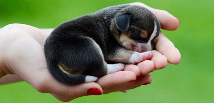 Розміри бігля (19 фото): зростання в загривку та вага дорослої собаки. Скільки важить щеня по місяцях?