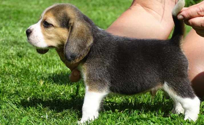 Розміри бігля (19 фото): зростання в загривку та вага дорослої собаки. Скільки важить щеня по місяцях?