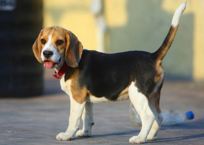 Розміри бігля (19 фото): зростання в загривку та вага дорослої собаки. Скільки важить щеня по місяцях?