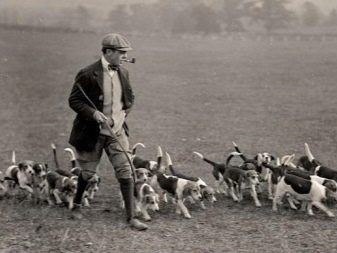 Розміри бігля (19 фото): зростання в загривку та вага дорослої собаки. Скільки важить щеня по місяцях?