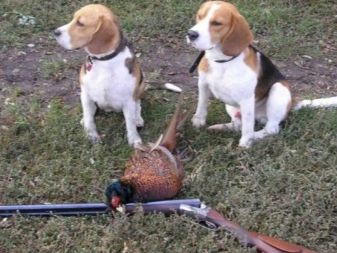 Розміри бігля (19 фото): зростання в загривку та вага дорослої собаки. Скільки важить щеня по місяцях?