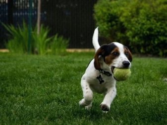 Розміри бігля (19 фото): зростання в загривку та вага дорослої собаки. Скільки важить щеня по місяцях?