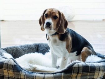 Розміри бігля (19 фото): зростання в загривку та вага дорослої собаки. Скільки важить щеня по місяцях?