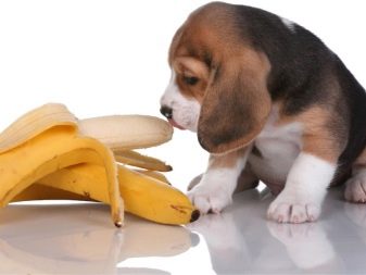 Розміри бігля (19 фото): зростання в загривку та вага дорослої собаки. Скільки важить щеня по місяцях?