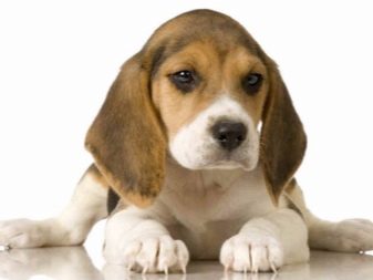 Розміри бігля (19 фото): зростання в загривку та вага дорослої собаки. Скільки важить щеня по місяцях?