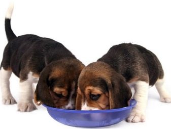 Розміри бігля (19 фото): зростання в загривку та вага дорослої собаки. Скільки важить щеня по місяцях?