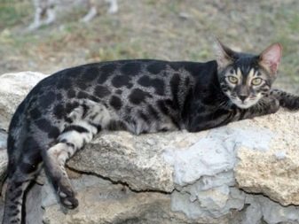 Сірі бенгальські кішки (16 фото): опис сріблястих котів. Особливості забарвлення розетка на сріблі. Зміст кошенят
