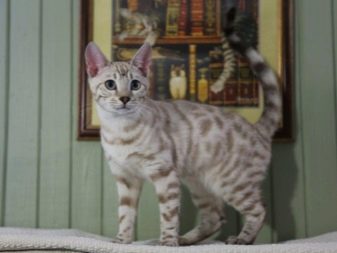 Сірі бенгальські кішки (16 фото): опис сріблястих котів. Особливості забарвлення розетка на сріблі. Зміст кошенят