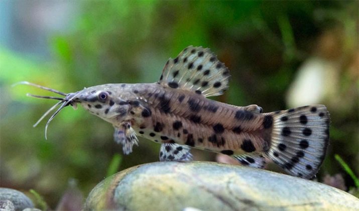 Самі невибагливі акваріумні рибки (30 фото): яких риб легко розводити? Як вибрати риб для маленького і великого акваріума? Назви з описами та рекомендації по догляду