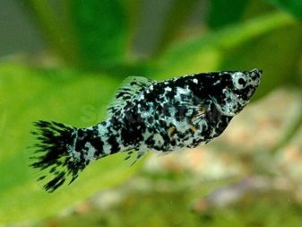 Самі невибагливі акваріумні рибки (30 фото): яких риб легко розводити? Як вибрати риб для маленького і великого акваріума? Назви з описами та рекомендації по догляду