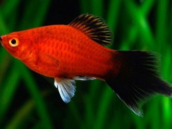 Самі невибагливі акваріумні рибки (30 фото): яких риб легко розводити? Як вибрати риб для маленького і великого акваріума? Назви з описами та рекомендації по догляду