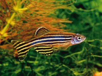 Самі невибагливі акваріумні рибки (30 фото): яких риб легко розводити? Як вибрати риб для маленького і великого акваріума? Назви з описами та рекомендації по догляду