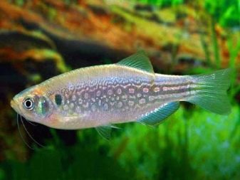 Самі невибагливі акваріумні рибки (30 фото): яких риб легко розводити? Як вибрати риб для маленького і великого акваріума? Назви з описами та рекомендації по догляду