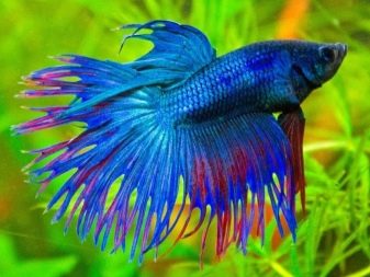 Самі невибагливі акваріумні рибки (30 фото): яких риб легко розводити? Як вибрати риб для маленького і великого акваріума? Назви з описами та рекомендації по догляду