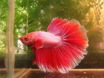 Самі невибагливі акваріумні рибки (30 фото): яких риб легко розводити? Як вибрати риб для маленького і великого акваріума? Назви з описами та рекомендації по догляду