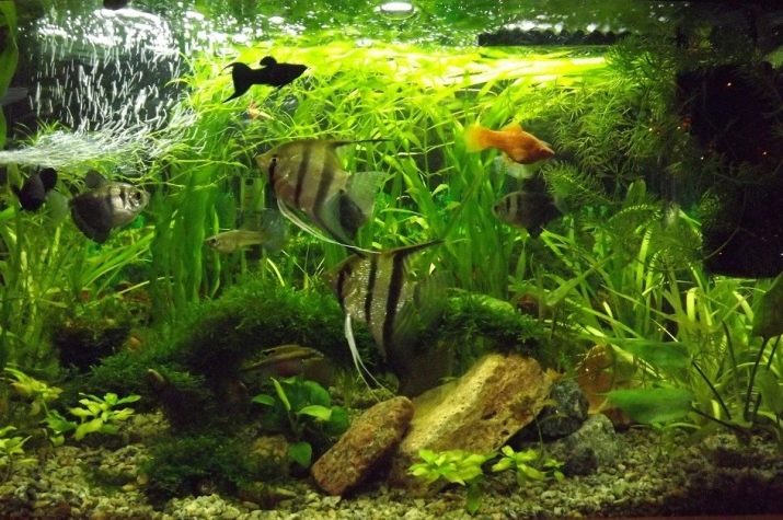 Самі невибагливі акваріумні рибки (30 фото): яких риб легко розводити? Як вибрати риб для маленького і великого акваріума? Назви з описами та рекомендації по догляду