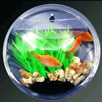 Самі невибагливі акваріумні рибки (30 фото): яких риб легко розводити? Як вибрати риб для маленького і великого акваріума? Назви з описами та рекомендації по догляду