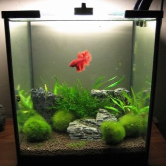 Самі невибагливі акваріумні рибки (30 фото): яких риб легко розводити? Як вибрати риб для маленького і великого акваріума? Назви з описами та рекомендації по догляду