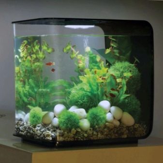 Самі невибагливі акваріумні рибки (30 фото): яких риб легко розводити? Як вибрати риб для маленького і великого акваріума? Назви з описами та рекомендації по догляду