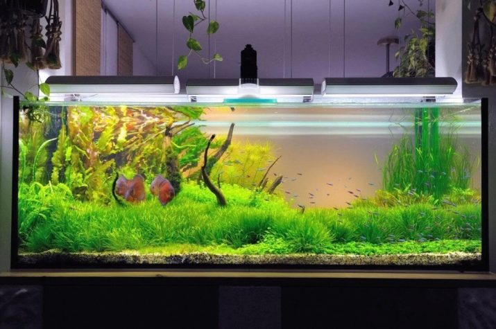 Самі невибагливі акваріумні рибки (30 фото): яких риб легко розводити? Як вибрати риб для маленького і великого акваріума? Назви з описами та рекомендації по догляду