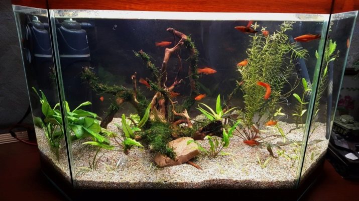 Самі невибагливі акваріумні рибки (30 фото): яких риб легко розводити? Як вибрати риб для маленького і великого акваріума? Назви з описами та рекомендації по догляду