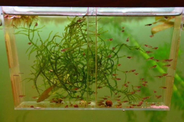 Самі невибагливі акваріумні рибки (30 фото): яких риб легко розводити? Як вибрати риб для маленького і великого акваріума? Назви з описами та рекомендації по догляду