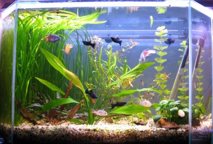 Самі невибагливі акваріумні рибки (30 фото): яких риб легко розводити? Як вибрати риб для маленького і великого акваріума? Назви з описами та рекомендації по догляду