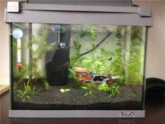 Самі невибагливі акваріумні рибки (30 фото): яких риб легко розводити? Як вибрати риб для маленького і великого акваріума? Назви з описами та рекомендації по догляду